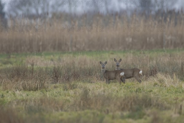 Roe deer (Capreolus capreolus) adult doe and juvenile fawn two animals in a fenland landscape in winter, Cambridgeshire, England, United Kingdom