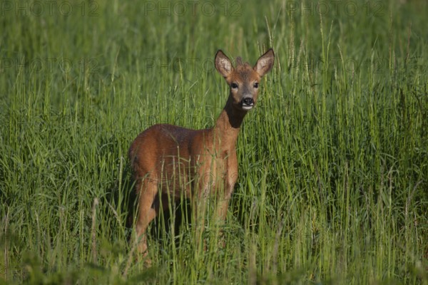 Roe deer (Capreolus capreolus) adult roebuck male buck in grassland in a woodland in summer, Suffolk, England, United Kingdom