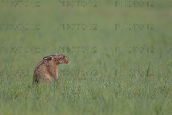 European brown hare (Lepus europaeus) adult animal in a farmland cereal field in spring, Suffolk, England, United Kingdom