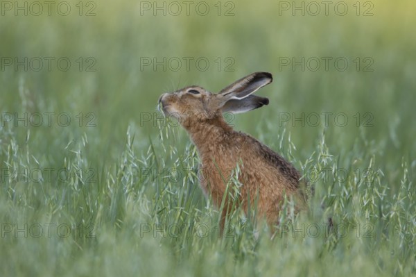European brown hare (Lepus europaeus) adult animal eating in a farmland oat cereal field in summer, Suffolk, England, United Kingdom