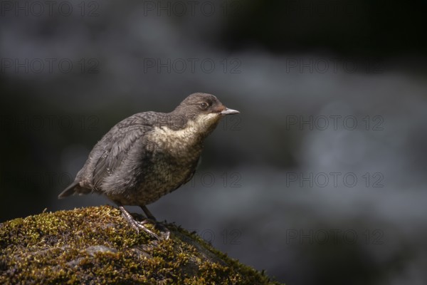 European or white throated dipper (Cinclus Cinclus) adult bird on a rock in summer, England, United Kingdom