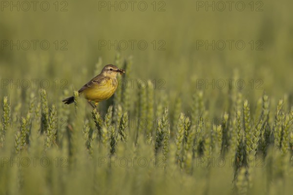 Yellow wagtail (Motacilla flava) adult bird in a farmland wheat crop with insects in its beak for food in summer, Suffolk, England, United Kingdom