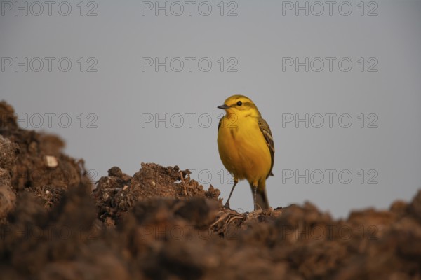 Yellow wagtail (Motacilla flava) adult bird on a farmland muck heap in spring, Suffolk, England, United Kingdom