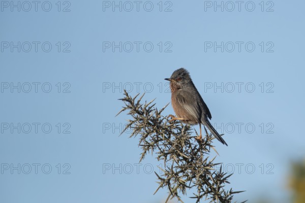 Dartford warbler (Sylvia undata) adult male bird on a Gorse bush branch, England, United Kingdom