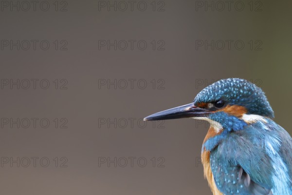 Common kingfisher (Alcedo atthis) adult male bird head portrait, England, United Kingdom