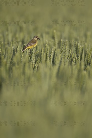 Yellow wagtail (Motacilla flava) adult bird in a farmland wheat crop with insects in its beak for food in summer, Suffolk, England, United Kingdom