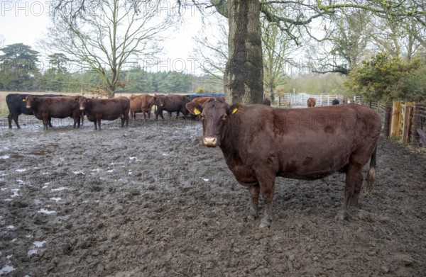Mixed group hardy Red Poll weanlings calves overwintering outdoors in muddy area by silage feed, Sutton, Suffolk, England, UL