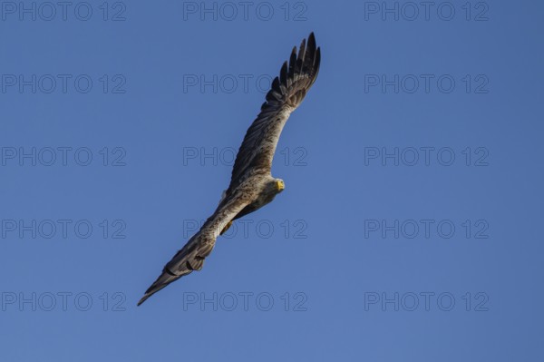 White tailed sea eagle (Haliaeetus albicilla) adult raptor bird of prey in flight, Isle of Mull, Scotland, United Kingdom