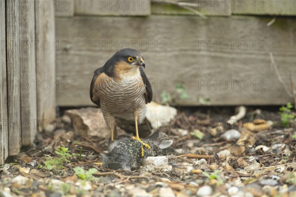Eurasian sparrowhawk (Accipiter nisus) adult male bird of prey with a kill of a starling on a garden drive, England, United Kingdom