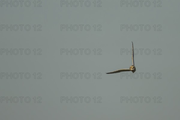 Short eared owl (Asio flammeus) adult bird in flight, England, United Kingdom
