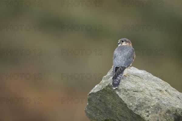 Merlin (Falco columbarius) adult male falcon bird of prey on a rock, Scotland, United Kingdom