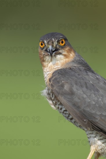 Eurasian sparrowhawk (Accipiter nisus) adult male bird of prey head portrait, England, United Kingdom