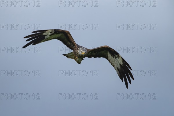 Red kite (Milvus milvus) adult raptor bird of prey in flight, Wales, United Kingdom
