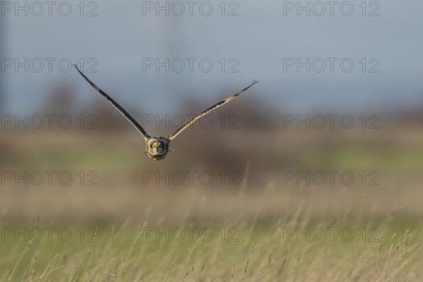 Short eared owl (Asio flammeus) adult bird hunting in flight over grassland, England, United Kingdom