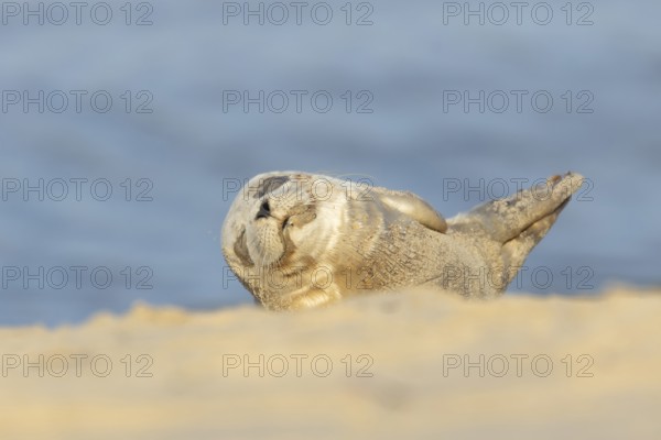 Common or Harbour or Harbor seal (Phoca vitulina) juvenile baby pup marine mammal sleeping on a beach in summer, Norfolk, England, United Kingdom