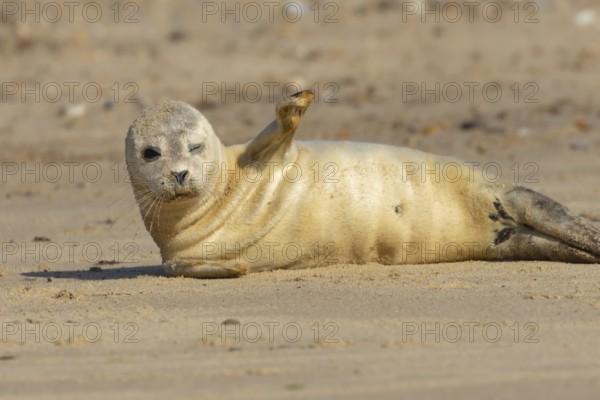 Common or Harbour or Harbor seal (Phoca vitulina) juvenile baby pup marine mammal relaxing on a beach in summer, Norfolk, England, United Kingdom