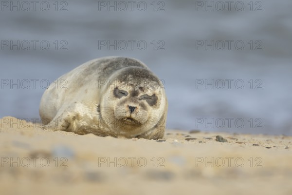 Common or Harbour or Harbor seal (Phoca vitulina) adult marine mammal sleeping on a beach, Norfolk, England, United Kingdom