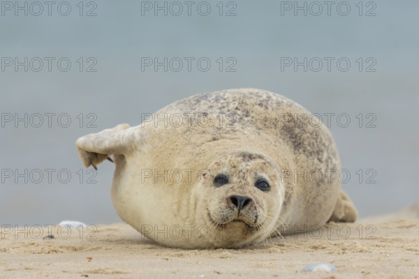 Common or Harbour or Harbor seal (Phoca vitulina) adult marine mammal relaxing on a beach, Norfolk, England, United Kingdom