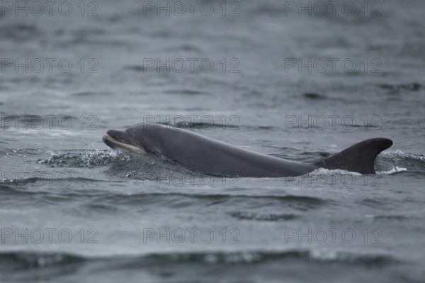 Common bottlenose dolphin (Tursiops truncatus) adult marine mammal surfacing out of the sea, Cromarty Firth, Scotland, United Kingdom