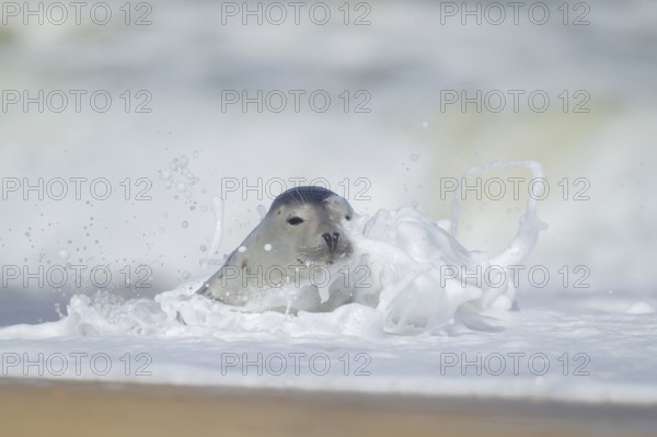 Common or Harbour or Harbor seal (Phoca vitulina) adult marine mammal in the surf of the sea on a beach in summer, Norfolk, England, United Kingdom