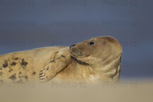Grey seal (Halichoerus grypus) adult marine mammal resting on a beach, Norfolk, England, United Kingdom