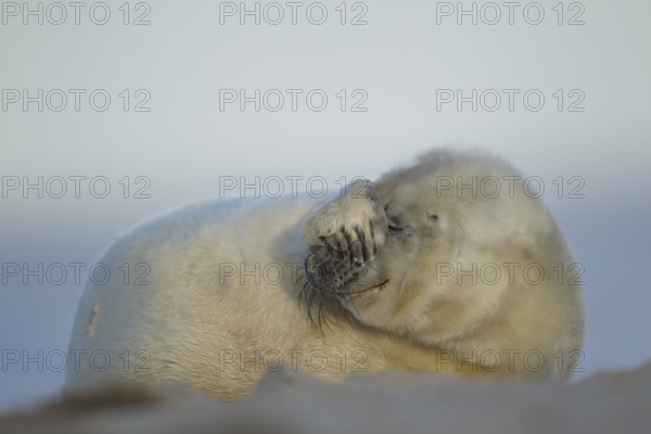 Grey seal (Halichoerus grypus) juvenile baby pup marine mammal relaxing on a beach, England, United Kingdom