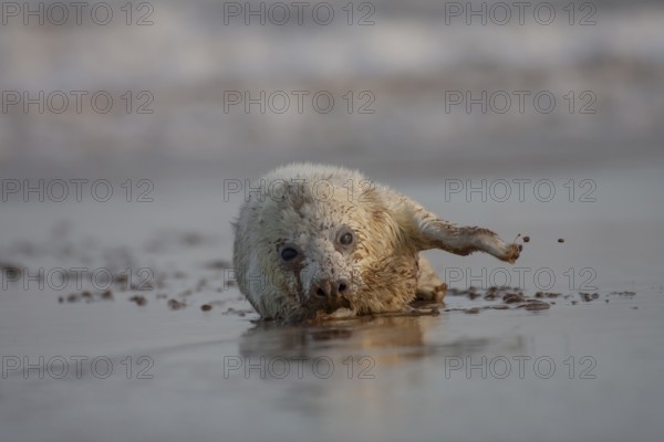 Grey seal (Halichoerus grypus) juvenile baby pup marine mammal on a beach, England, United Kingdom