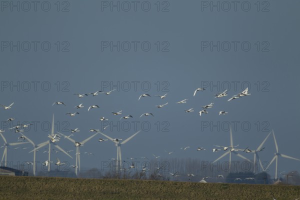 Whooper swan (Cygnus cygnus) adult swans birds in a flock in flight with windfarm turbines in the background, Cambridgeshire, England, United Kingdom