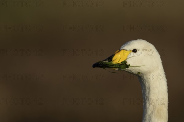 Whooper swan (Cygnus cygnus) adult bird feeding on grass in winter, RSPB Frampton marsh nature reserve, Lincolnshire, England, United Kingdom
