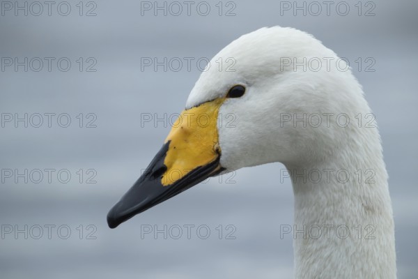 Whooper swan (Cygnus cygnus) adult bird head portrait, England, United Kingdom