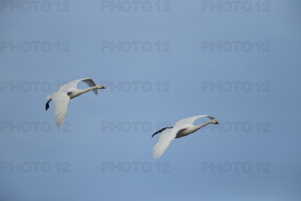 Bewick's swan (Cygnus columbarius) two adult swans birds in flight in winter, Cambridgeshire, England, United Kingdom