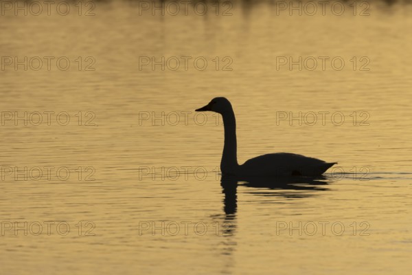 Bewick's Swan (Cygnus columbianus) adult bird on a lagoon silhouette at sunset in winter, RSPB Minsmere nature reserve, Suffolk, England, United Kingdom
