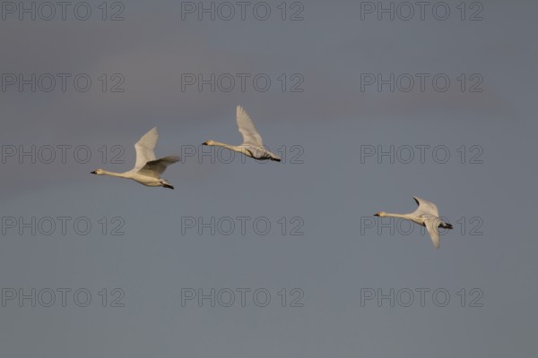 Bewick's swan (Cygnus columbarius) three adult swans birds in flight in winter, Cambridgeshire, England, United Kingdom
