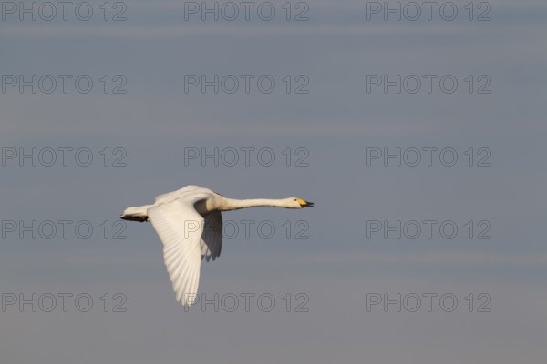 Whooper swan (Cygnus cygnus) adult bird in flight in winter, Cambridgeshire, England, United Kingdom
