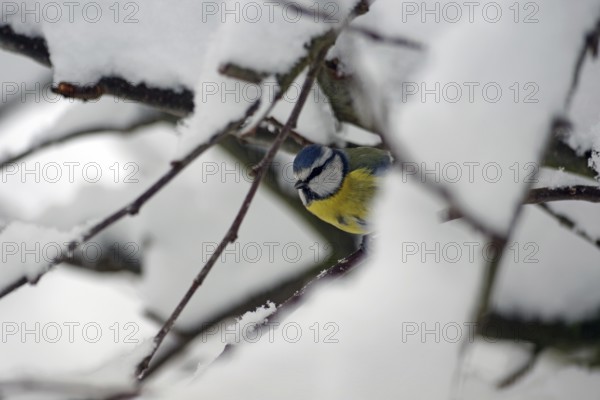 Blue tit (Cyanistes caeruleus), snow, twig, colourful plumage, blue tit in winter