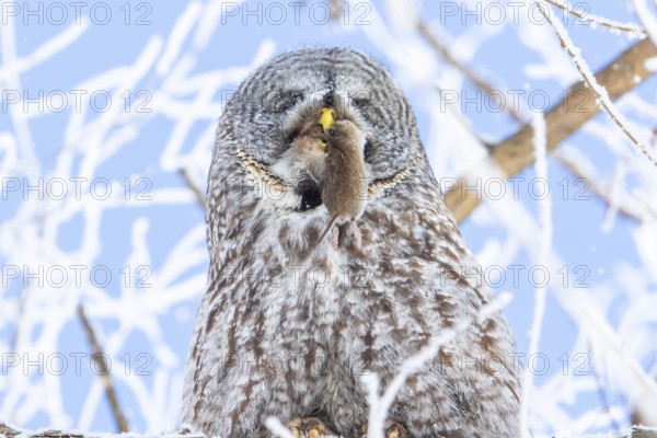 Great gray owl (strix nebulosa), Owl swallows a prey in a frost-covered forest, region of Center Quebec, Province of Quebec, Canada