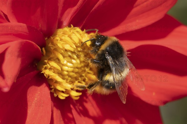 Buff tailed bumblebee (Bombus terrestris) adult bee insect feeding on a garden Dahlia flower in summer, Suffolk, England, United Kingdom