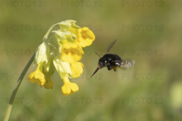 Ashy mining bee (Andrena cineraria) adult insect flying towards a Cowslip flower in spring, Suffolk, England, United Kingdom