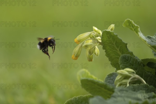 Buff-tailed bumblebee (Bombus terrestris) adult bee insect flying towards a flowering Cowslip flower in a garden in spring, Suffolk, England, United Kingdom