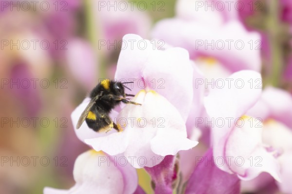 Buff-tailed bumblebee (Bombus terrestris) adult bee insect feeding on a garden Snapdragon (Antirrhinum spp) flower in summer, Suffolk, England, United KIngdom