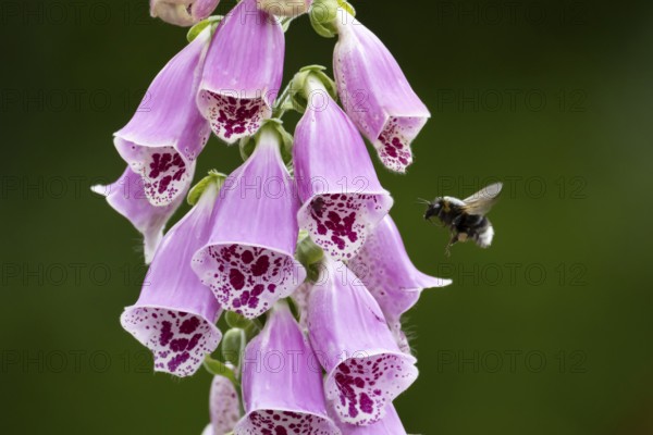 Buff tailed bumblebee (Bombus terrestris) adult bee insect flying to a purple foxglove flower in summer, Suffolk, England, United Kingdom