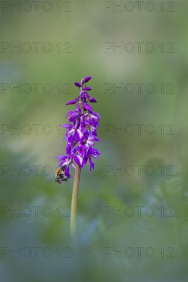 Common carder bumblebee (Bombus pascuorum) adult bee insect feeding on an Early purple orchid (Orchis mascula) flower in spring, Suffolk, England, United Kingdom