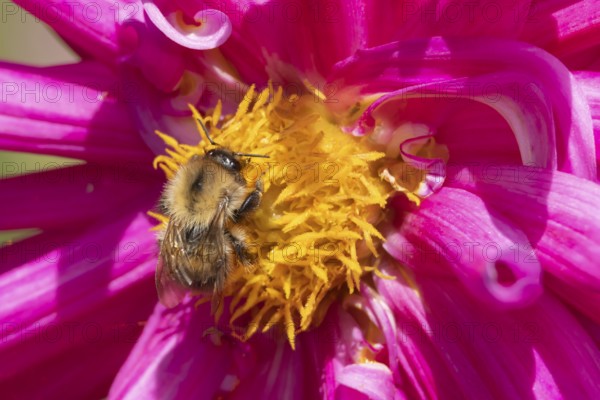 Common carder bumblebee (Bombus pascuorum) adult bee insect feeding on a garden Dahlia flower in summer, Suffolk, England, United Kingdom