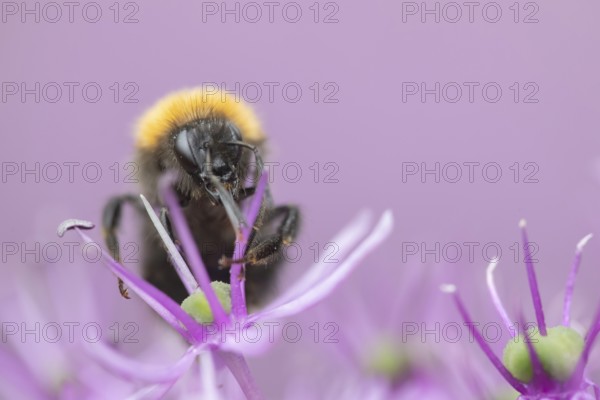 Tree bumblebee (Bombus hypnorum) adult bee insect feeding on a purple Allium flower in a garden in summer, Suffolk, England, United Kingdom