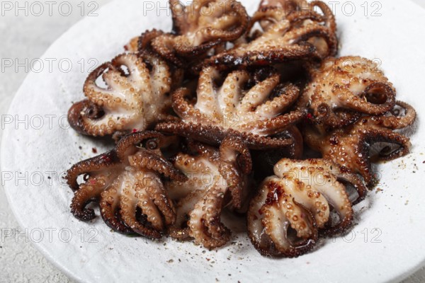 Baby octopus grilled on a white plate, homemade, no people