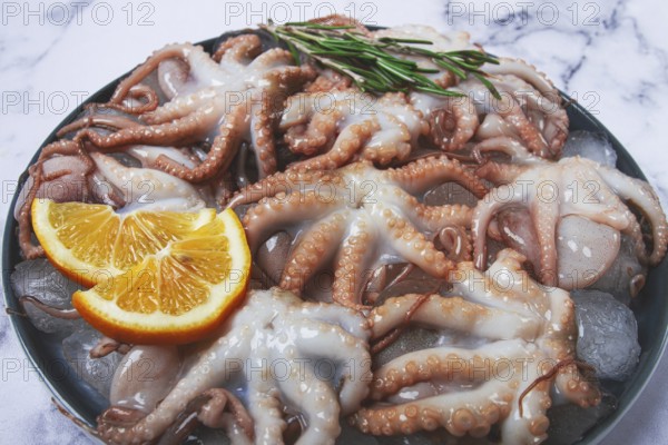 Fresh baby octopuses on ice, garnished with lemon and rosemary, on a marble table, no people