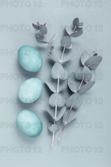 Composition of eucalyptus leaves and turquoise colored eggs, on a gray background, Easter card, top view, no people