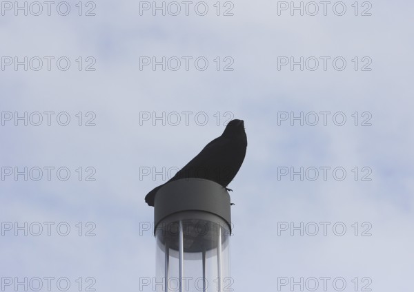 Raven crow (Corvus corone), on a lantern, North Rhine-Westphalia, Germany