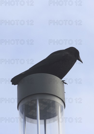 Raven crow (Corvus corone), on a lantern, North Rhine-Westphalia, Germany