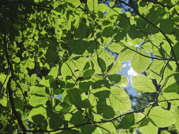 Sunlight shines through bright green leaves with a view of the sky, Franconian mountain trail, hiking in the Fichtelgebirge nature park Park